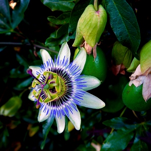 Passiflore rustique - France  - collection de photos clin d'oeil, catégorie plantes